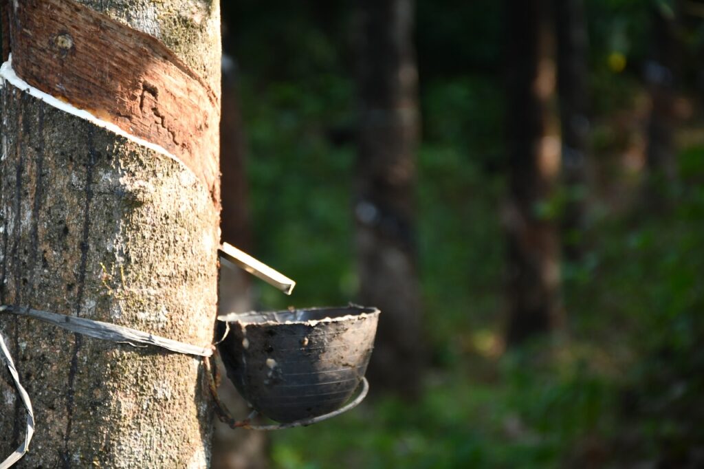 rubber, plantation, nature-5191097.jpg