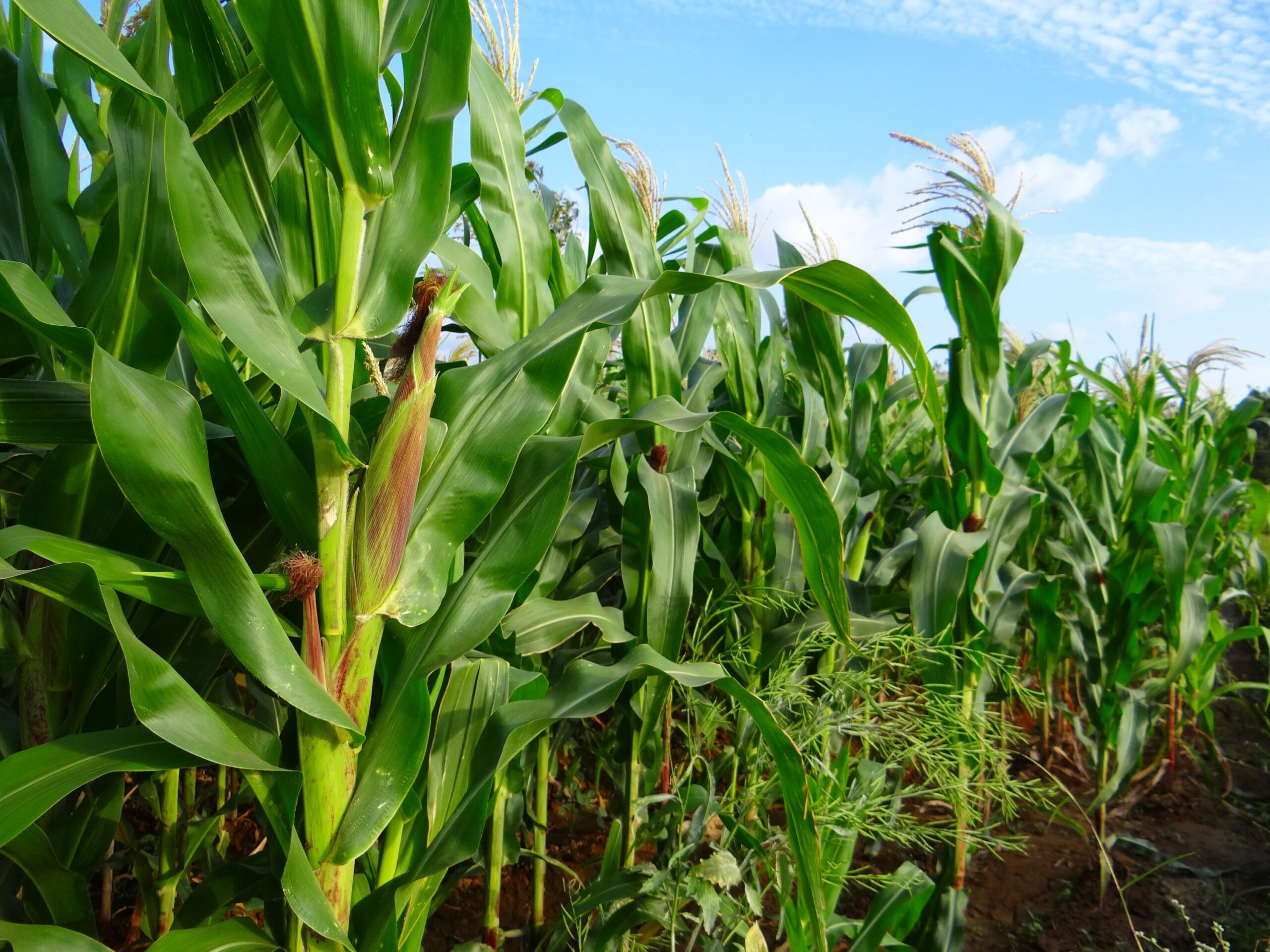 maize plantation